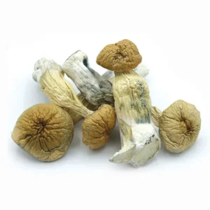 Buy African Transkei Dried Magic Mushrooms Online