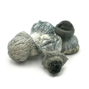 Buy Albino Penis Envy Dried Magic Mushrooms Online
