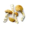 Buy Aztec Dried Magic Mushrooms Online
