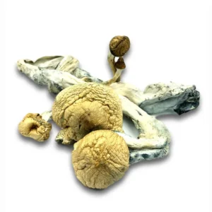 Buy Golden Teacher Dried Magic Mushrooms Online