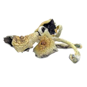 Buy Great White- Monster Dried Magic Mushrooms