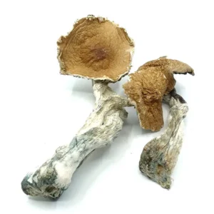 Buy Hawaiian Dried Magic Mushrooms Online
