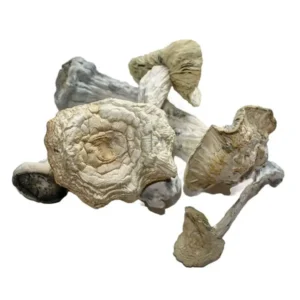 Buy Jedi Mind Fuck Dried Magic Mushrooms Online