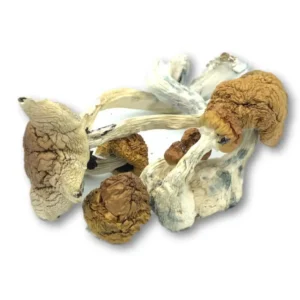 Buy Cubensis -Mexicana Dried Magic Mushrooms Online