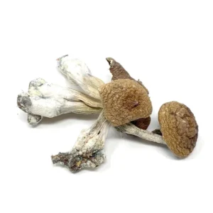 Buy Penis Envy Dried Magic Mushrooms Online
