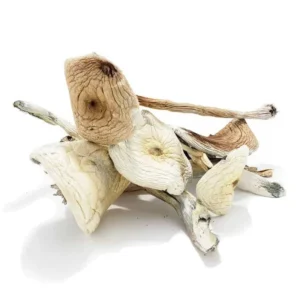 Buy Rusty White Dried Magic Mushrooms Online