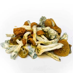 Buy South American Dried Magic Mushrooms Online