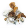 Order Syzygy Dried Magic Mushrooms Online