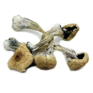 Buy Treasure Coast Dried Magic Mushrooms Online