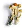 Buy Tri-Colour Ecuadorian Dried Magic Mushrooms Online