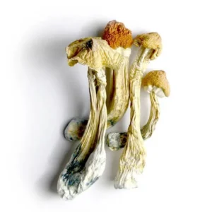 Buy Tri-Colour Ecuadorian Dried Magic Mushrooms Online