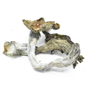 Buy Vietnamese Dried Magic Mushrooms Online