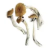 Order Wavy Caps -Buy Dried Magic Mushrooms Online