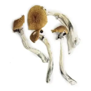 Order Wavy Caps -Buy Dried Magic Mushrooms Online