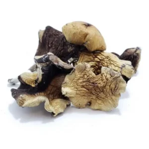 Buy White Burma Dried Magic Mushrooms Online
