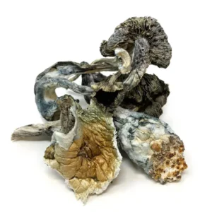 Buy White Rabbit Dried Magic Mushrooms Online