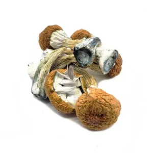 Buy Blue Meanie Dried Magic Mushrooms Online